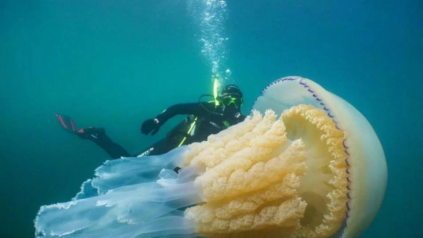 Barrel jellyfish Barrel jellyfish
