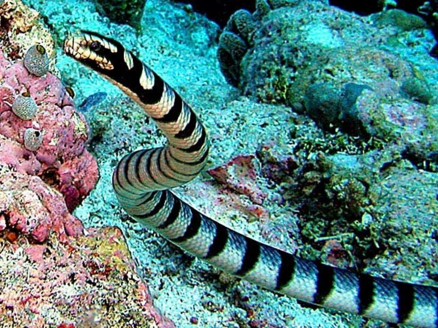 Worlds most venomous sea snake