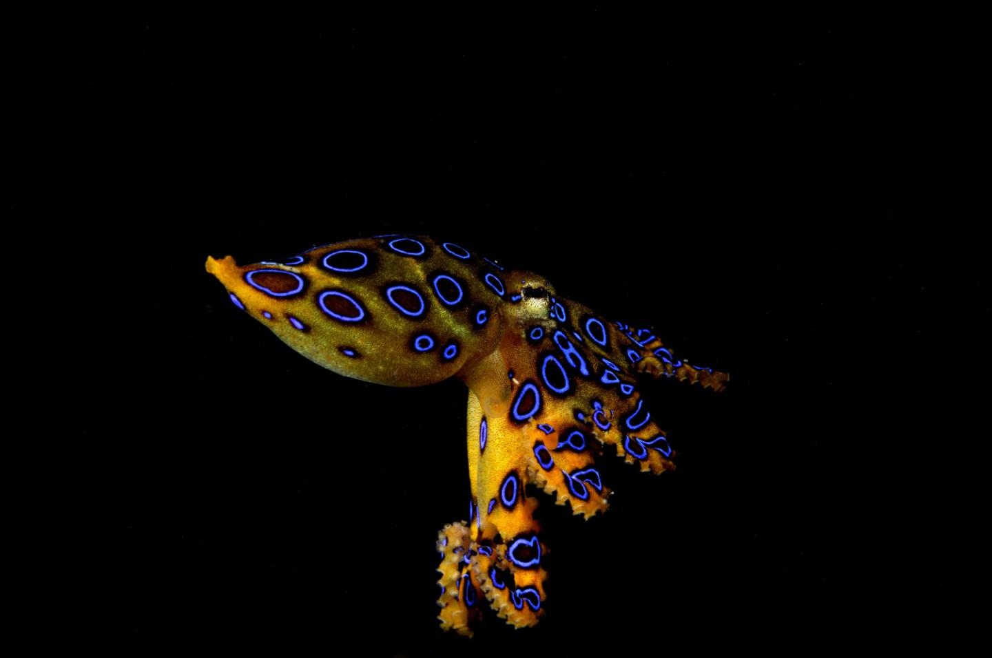 Blue ringed octopus 