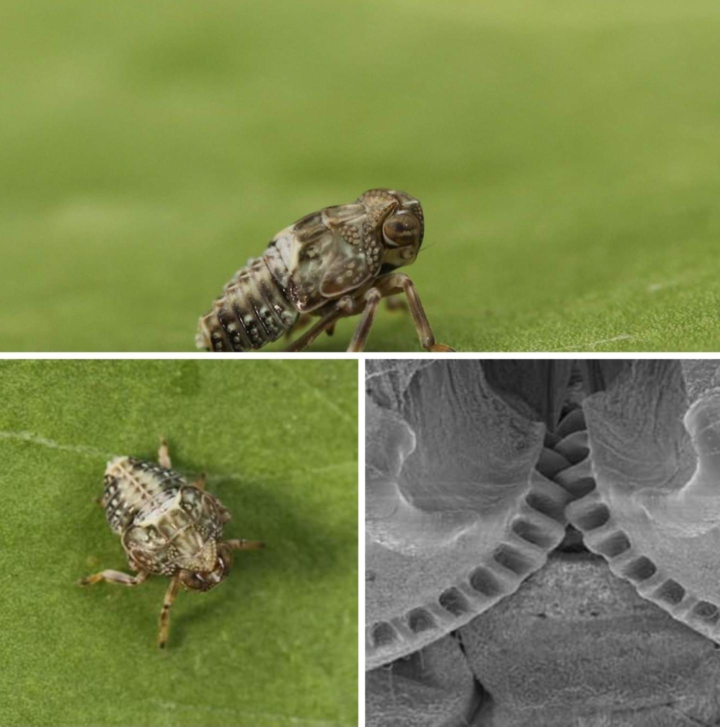 Planthoppers are insects with gears Planthoppers are insects with gears