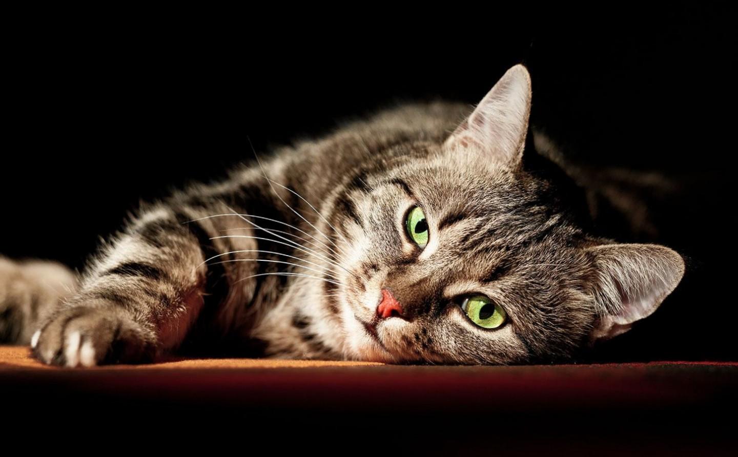 Cats know their names 