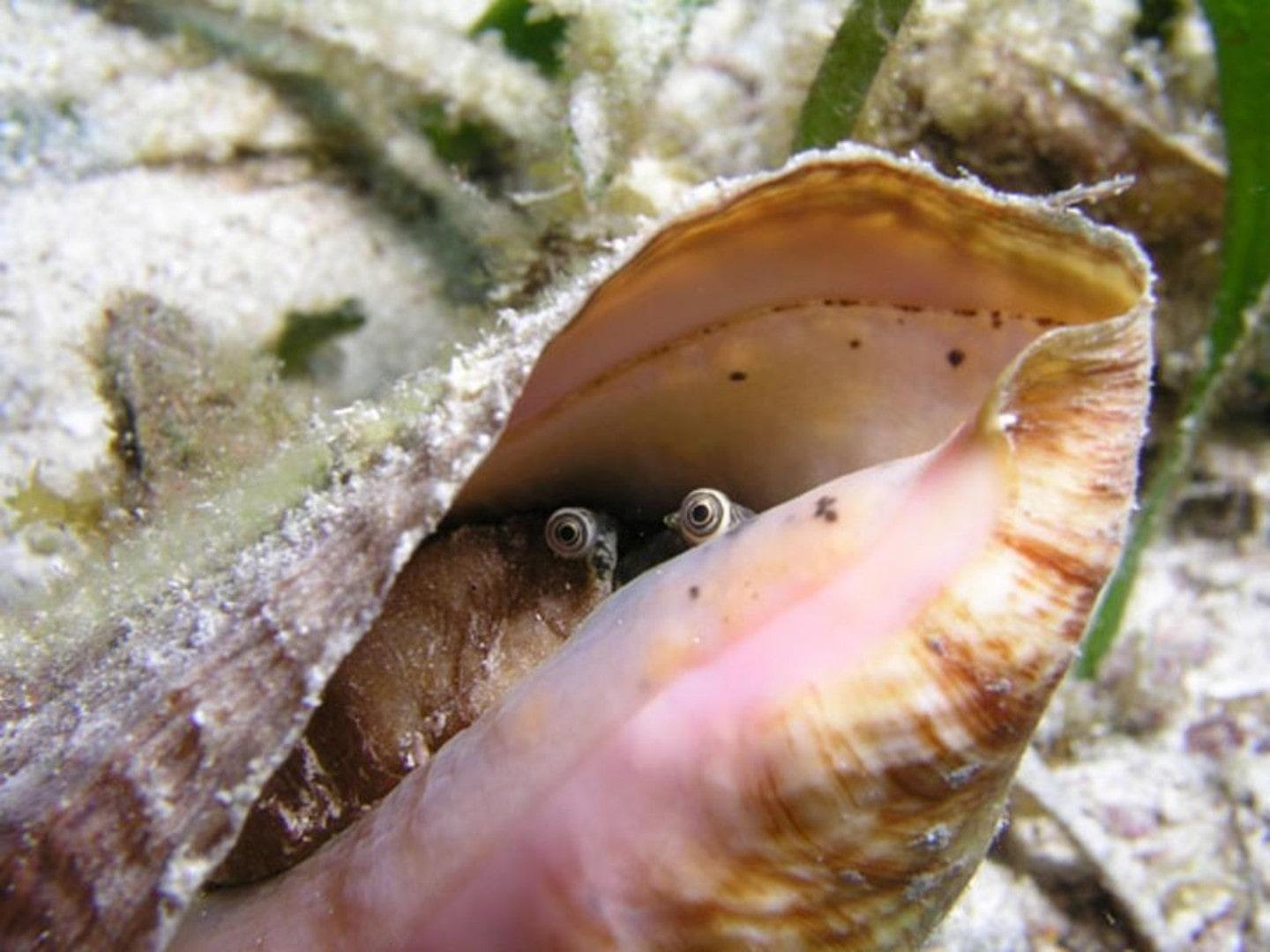Conch eyes