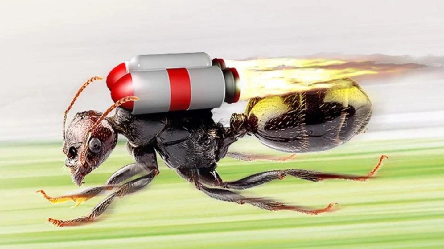 Silver Saharan ant very fast 