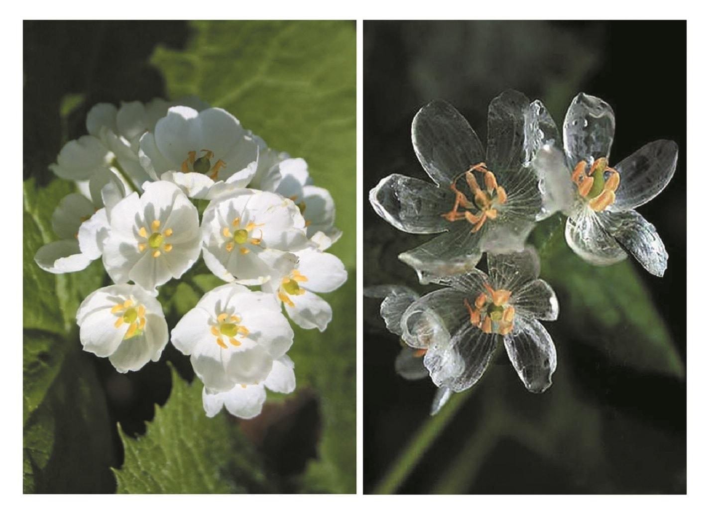Diphylleia grayi or Skeleton Flower have petals and when they get wet, they turn from white to completely transparent, like glas