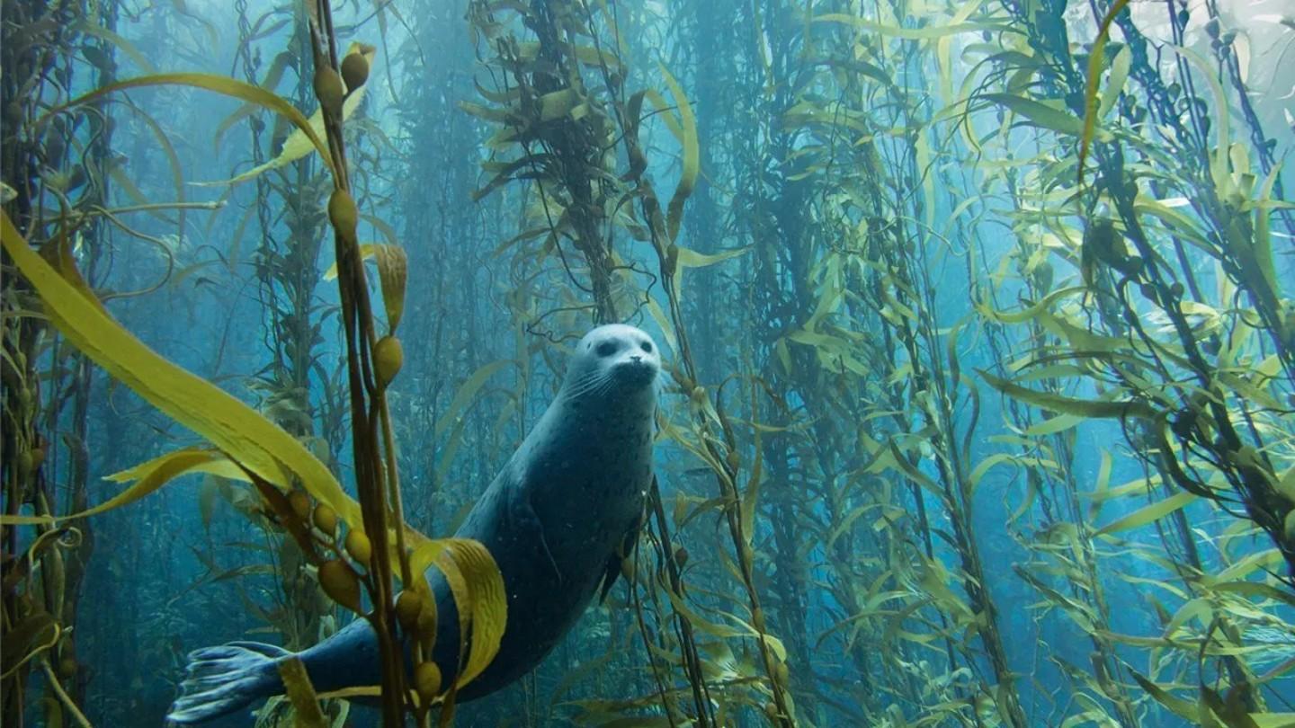 Kelp forest 