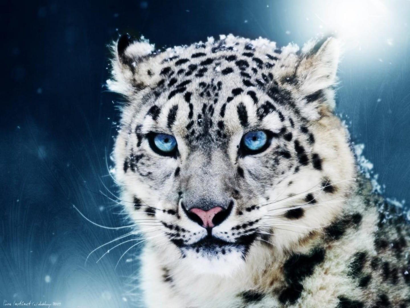 Snow leopard
