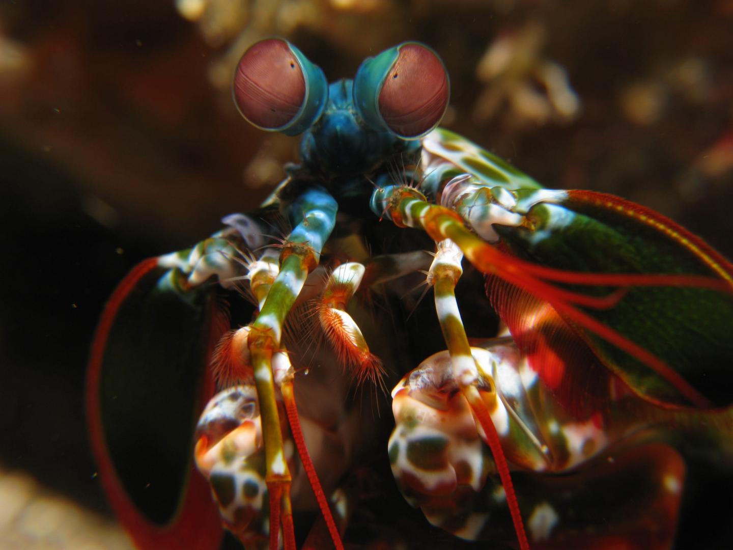 Mantis shrimps Mantis shrimps