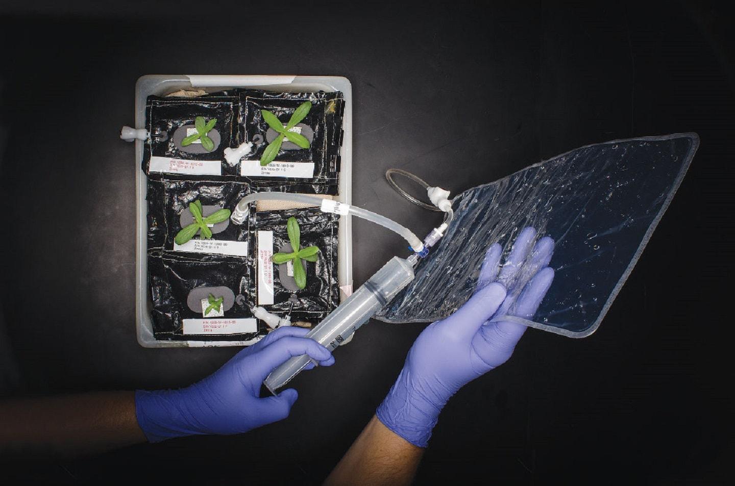 Lettuces now are spacially cool Lettuces now are spacially cool