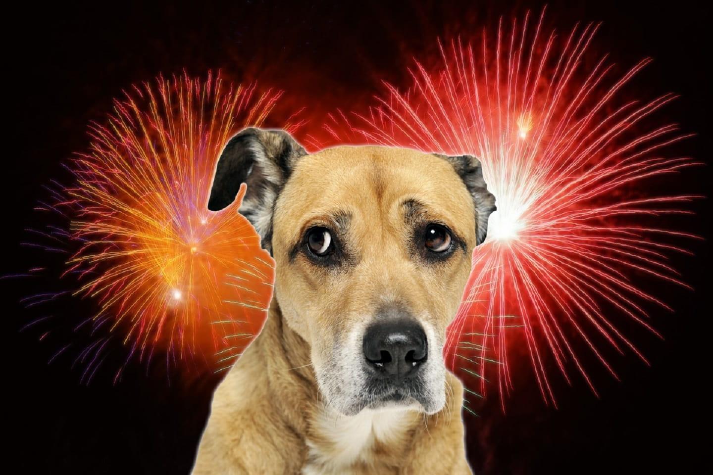 Usually dogs are scared of noisy fireworks Usually dogs are scared of noisy fireworks