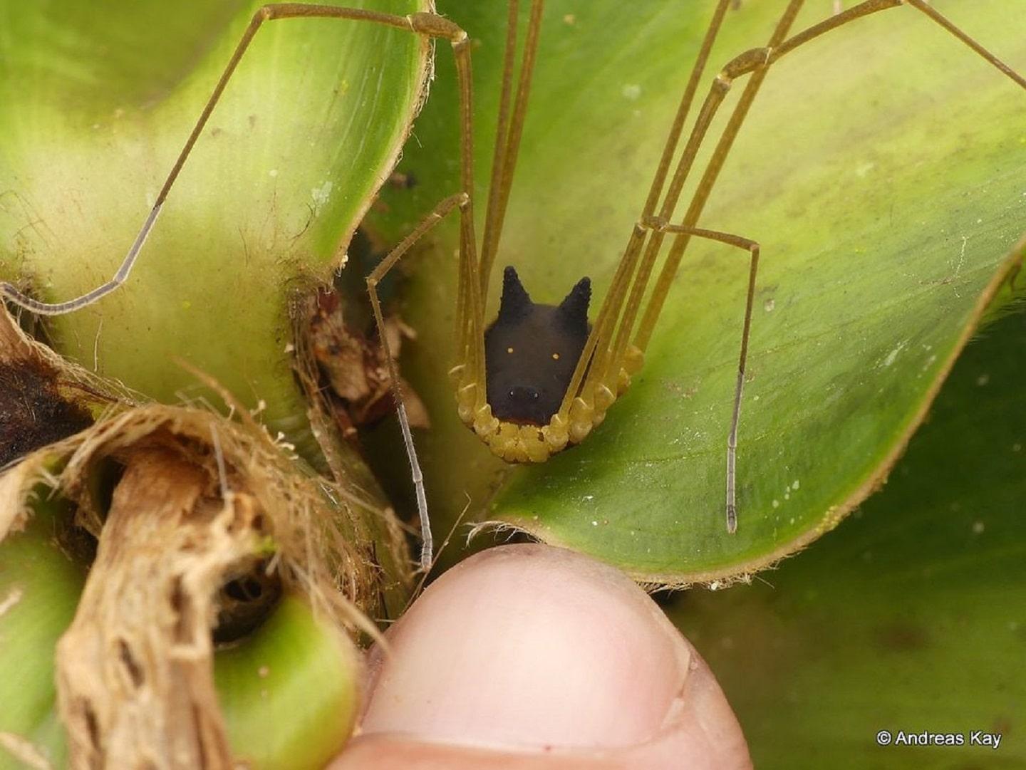 Andreas Kay Harvestman spider with doggy face