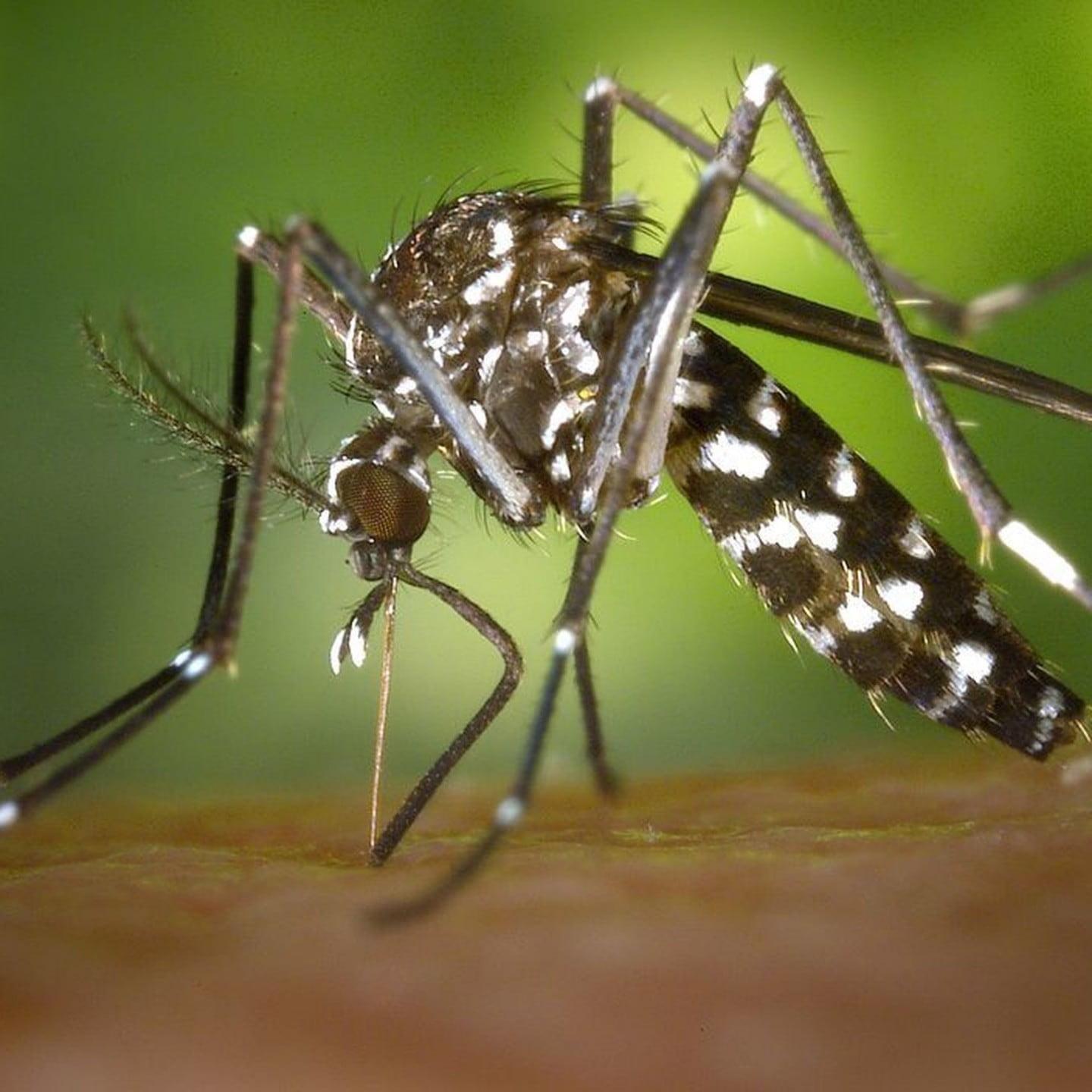 Mosquito sucking blood 