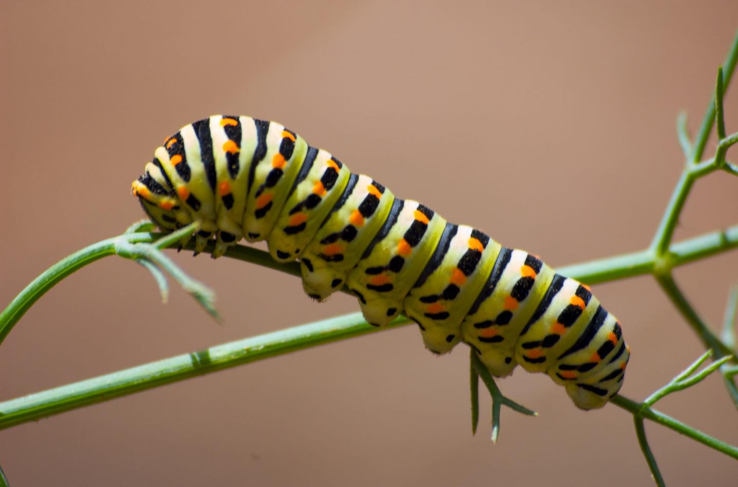 Carerpillar can adopt cannibalistic behaviour Carerpillar can adopt cannibalistic behaviour