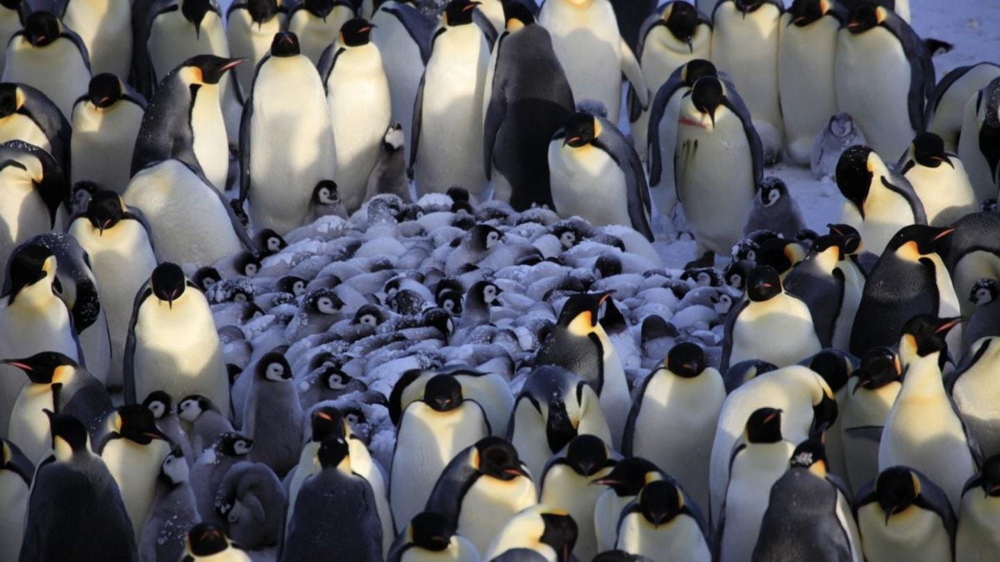 Penguins huddle