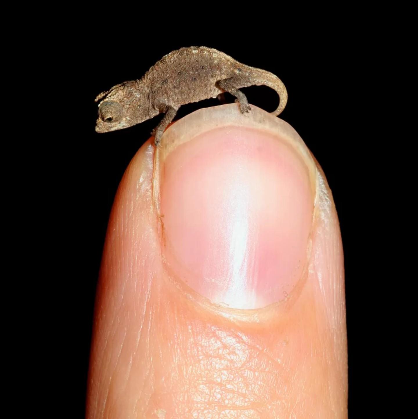 Brookesia micra 