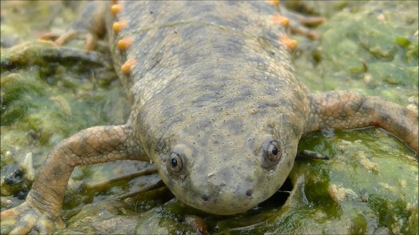 Iberian ribbed newt