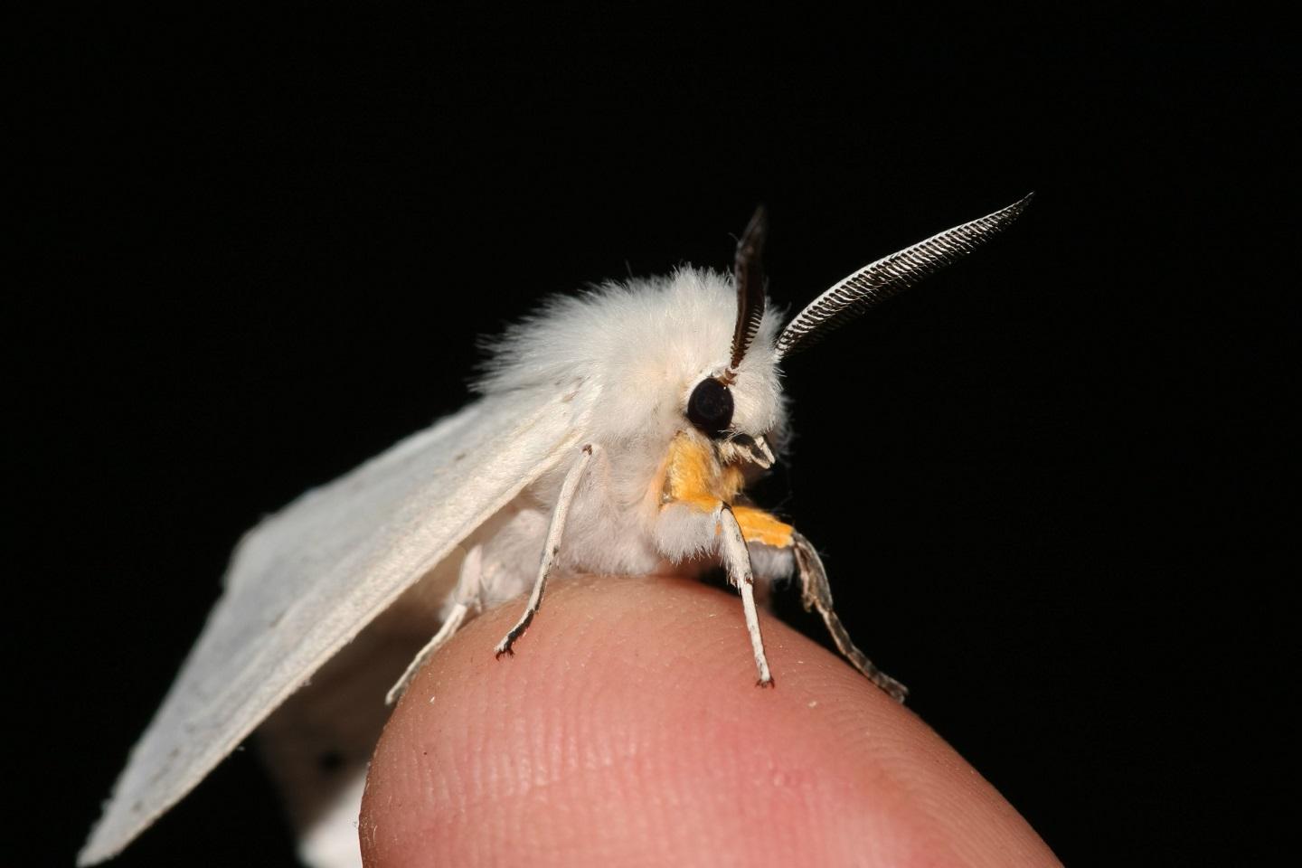 Nobody ever thought a moth could be this cute