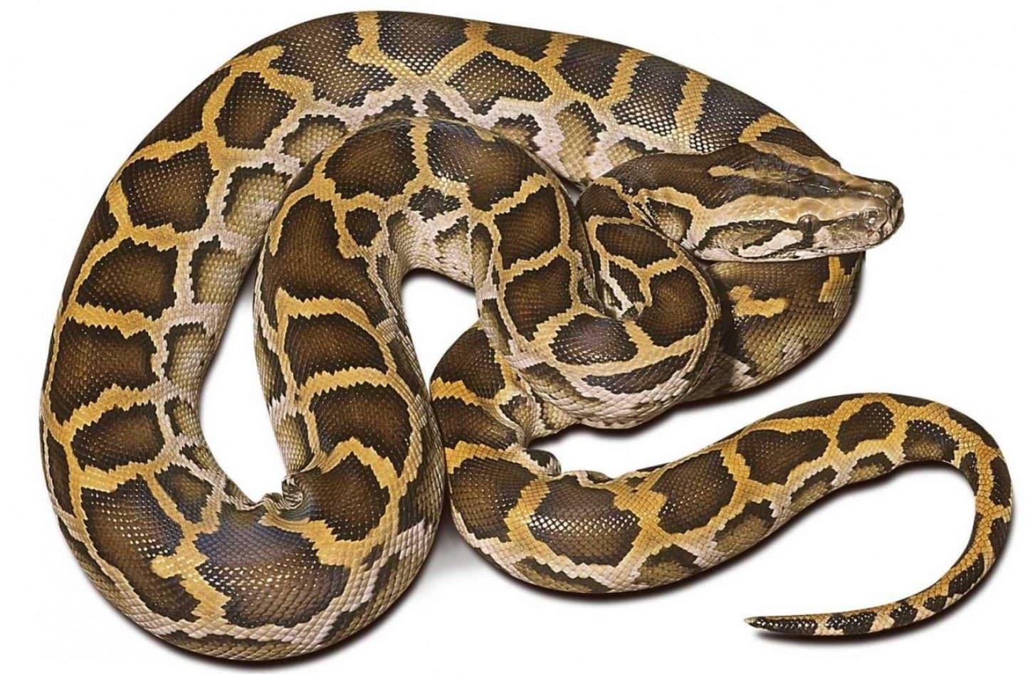 Python