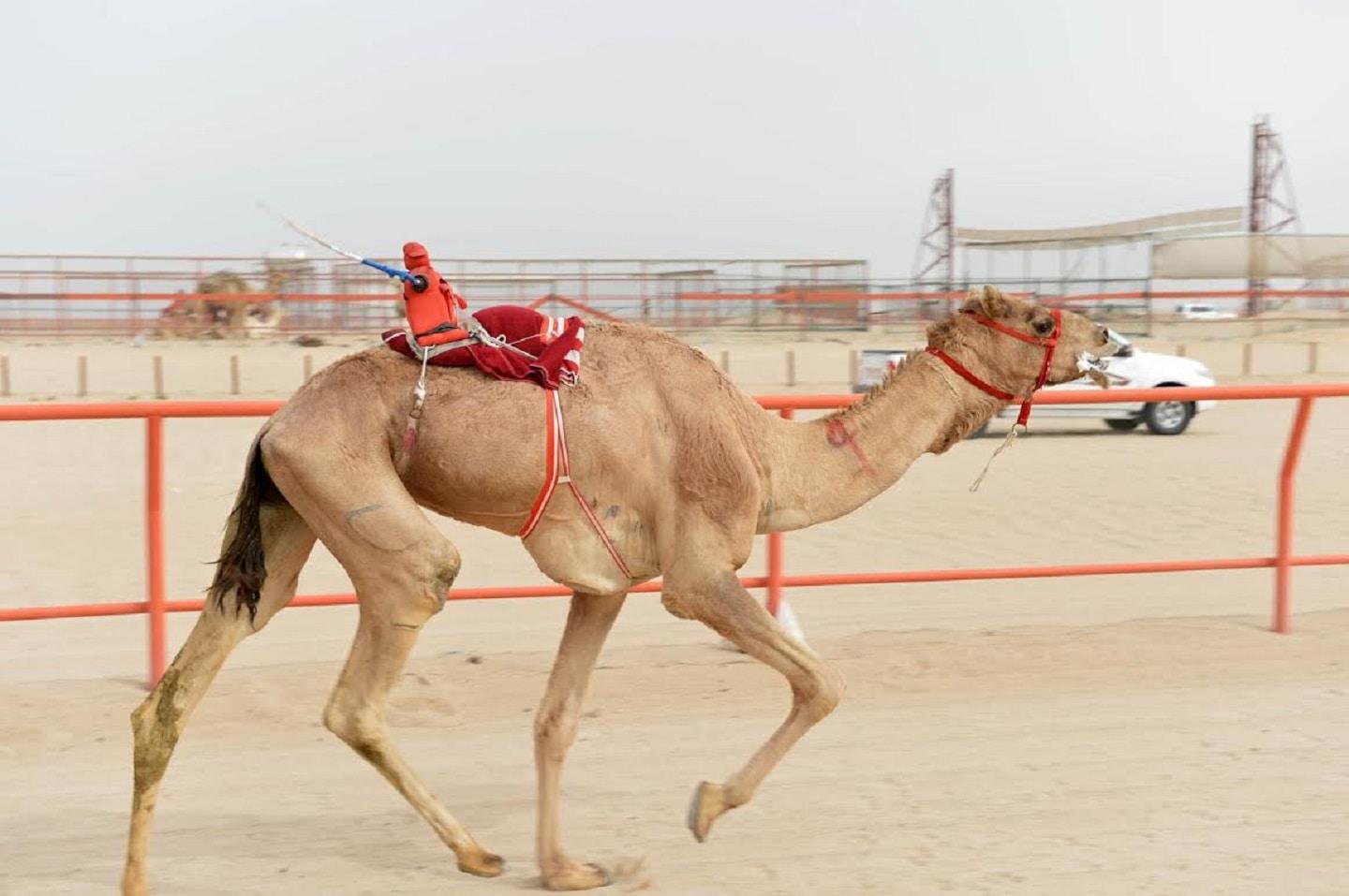 Camel racing in Jordan’s Wadi Rum valley Camel racing in Jordan’s Wadi Rum valley