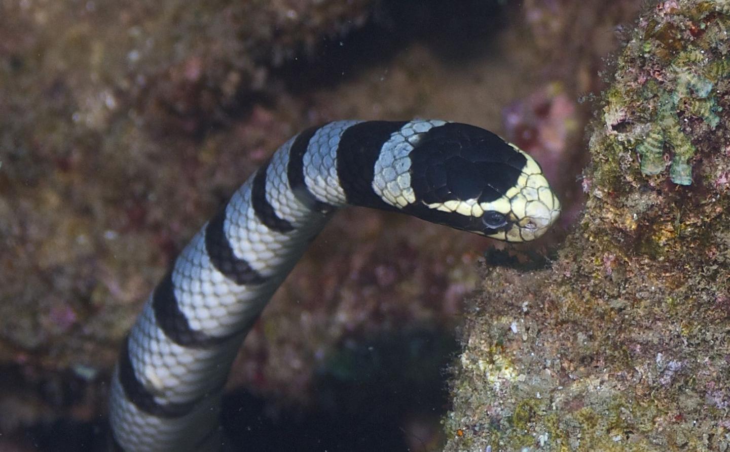 Belcher Sea Snake