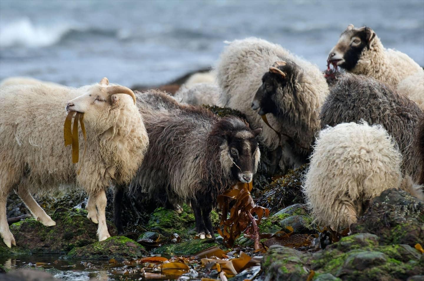 North Ronaldsay sheep eating seaweed
