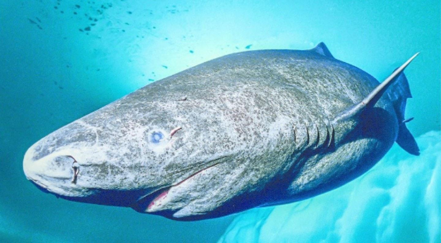 Greenland shark Greenland shark