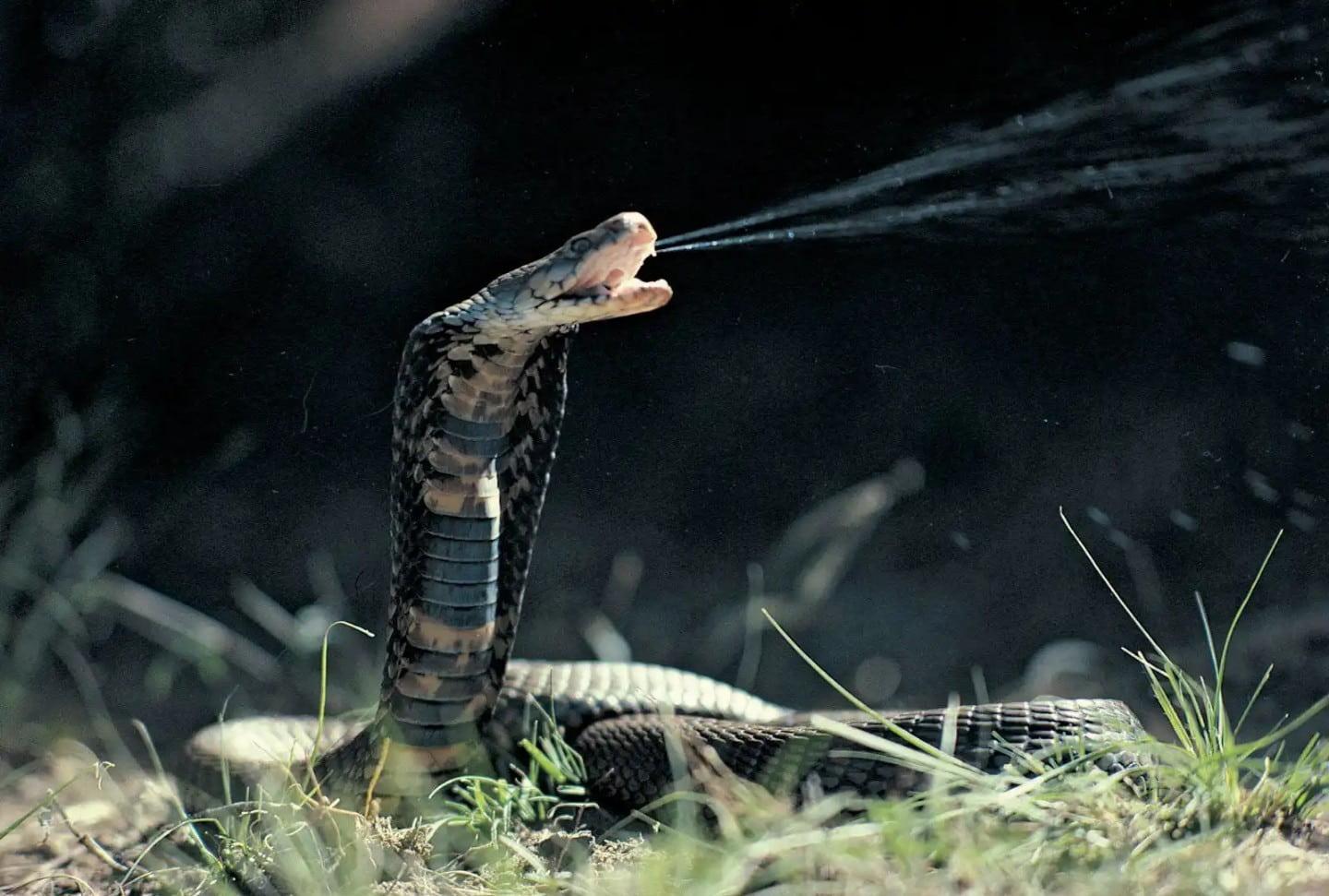 Spitting snake