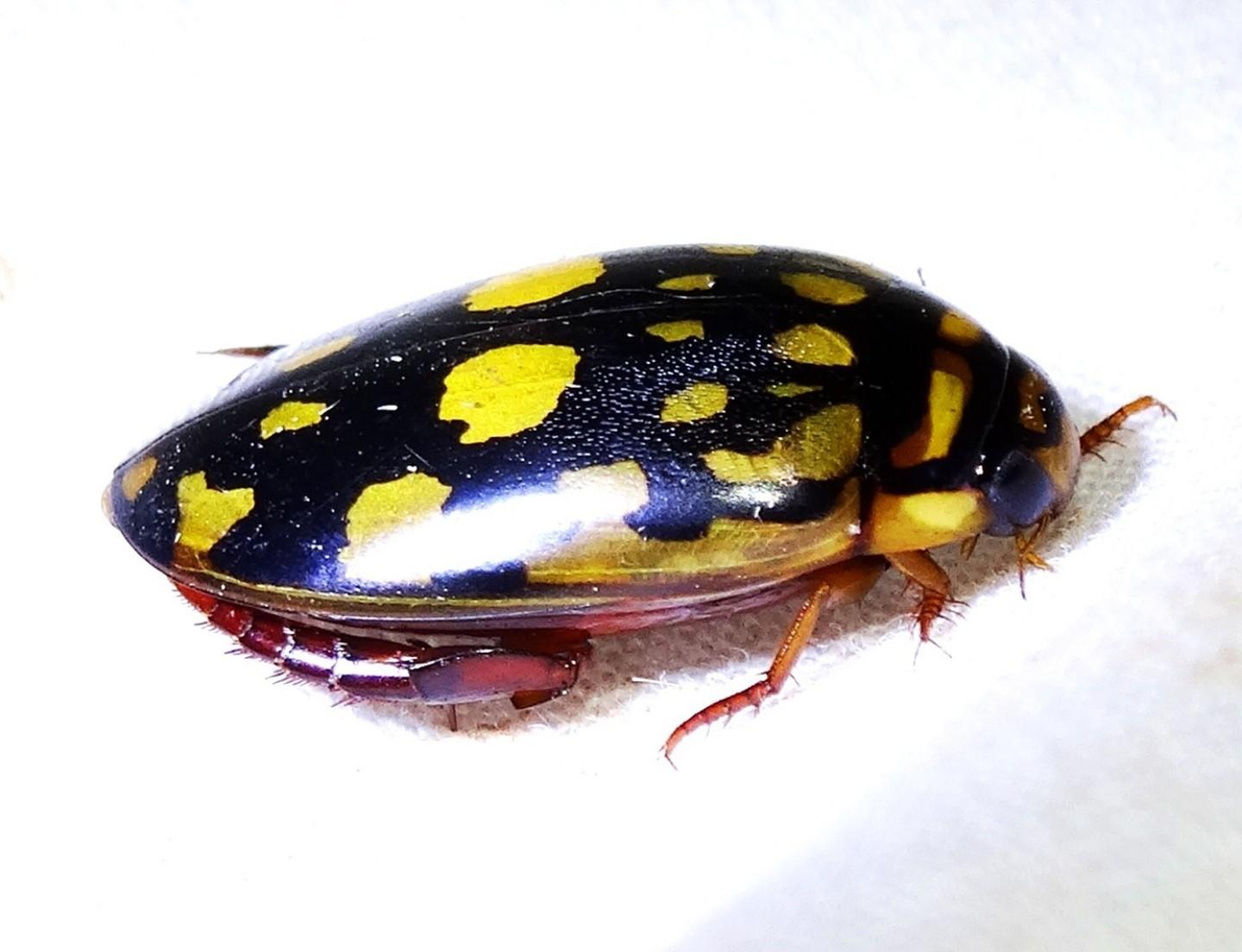 Thermonectus Marmoratus vision bifocal Thermonectus Marmoratus vision bifocal