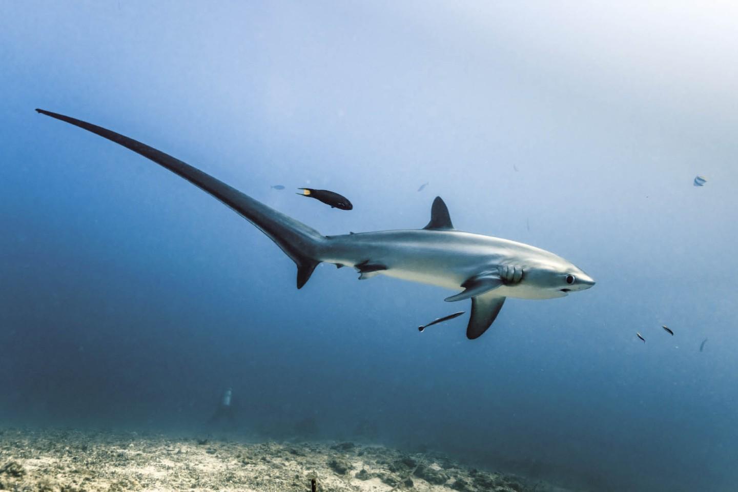 Thresher shark