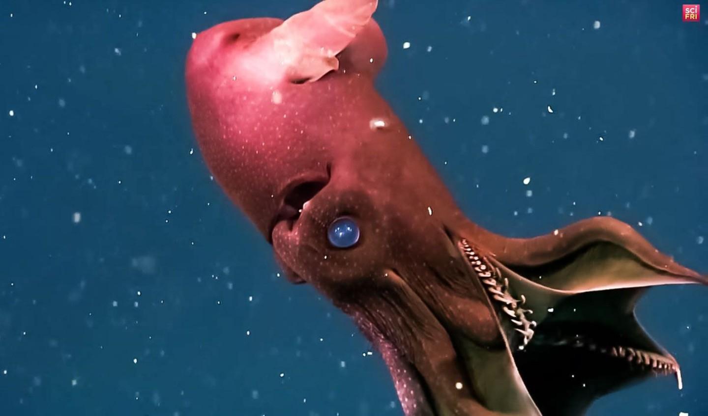 Vampire squid 