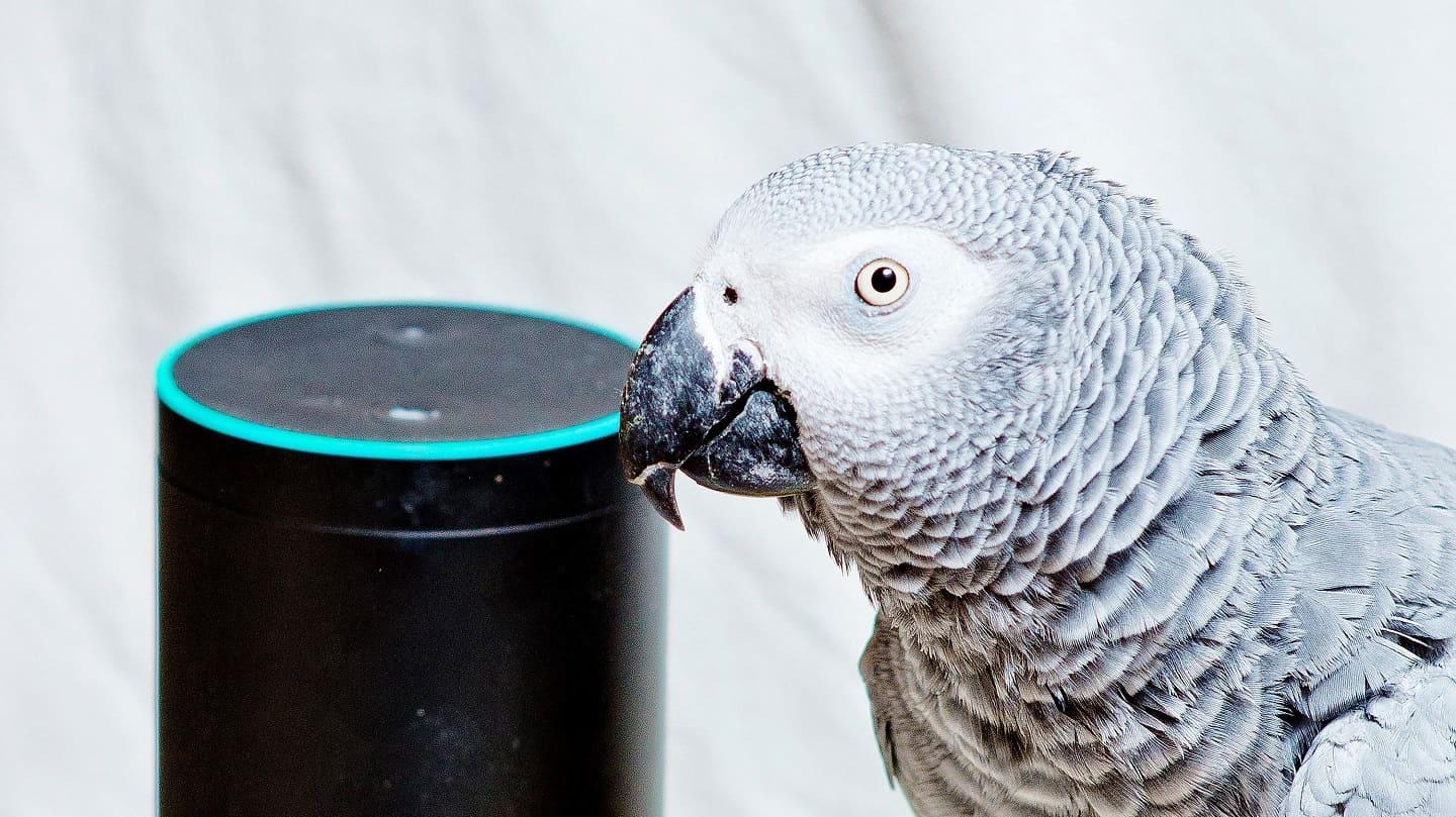 Amazon Alexa activated by parrot Amazon Alexa activated by parrot