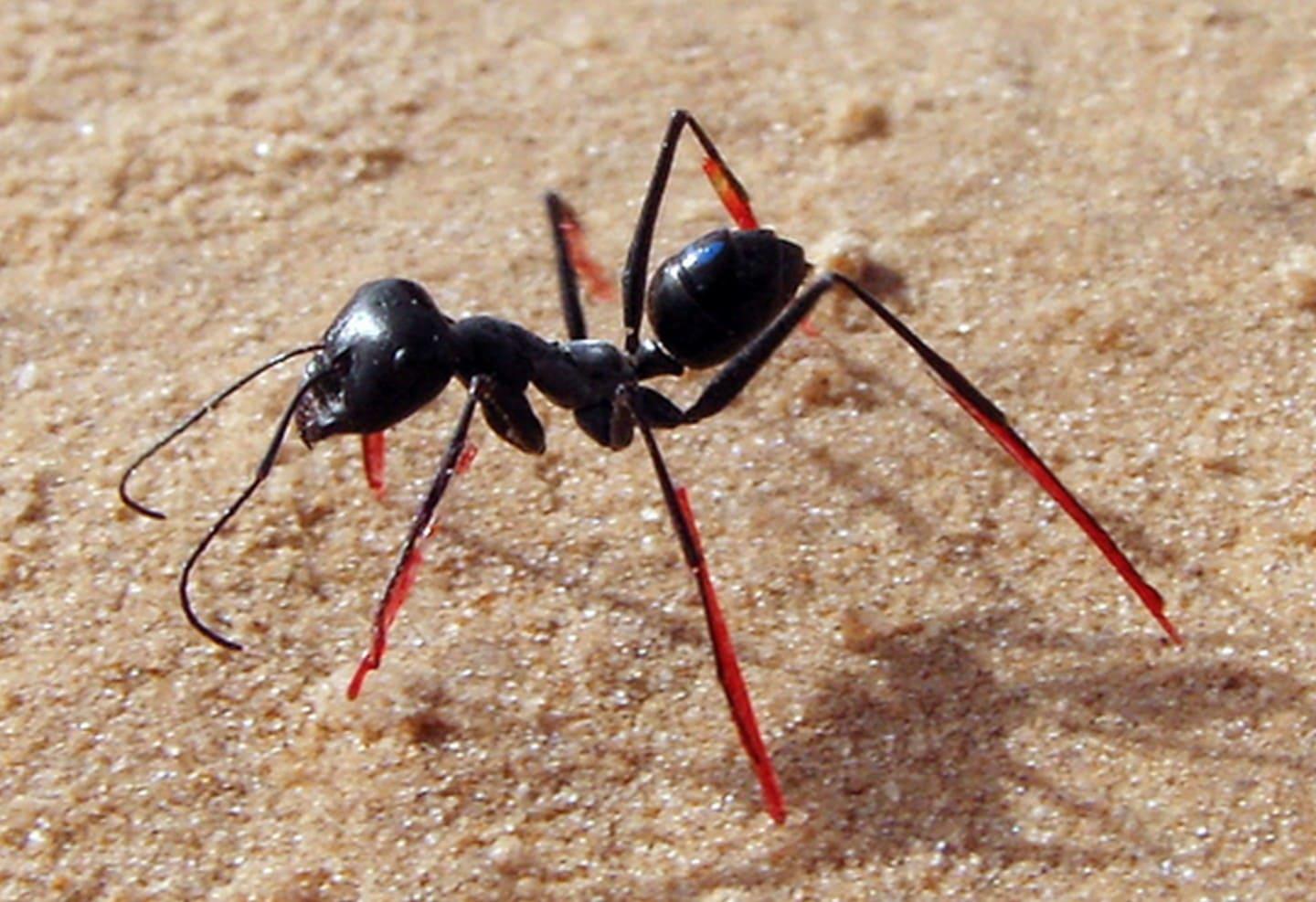 Ant with stilts Ant with stilts