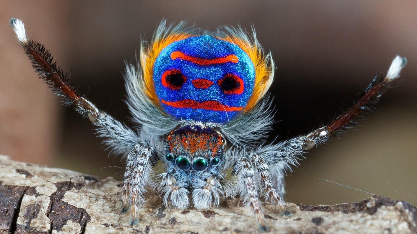 Cute peacock spider doing its best at dancing Cute peacock spider doing its best at dancing