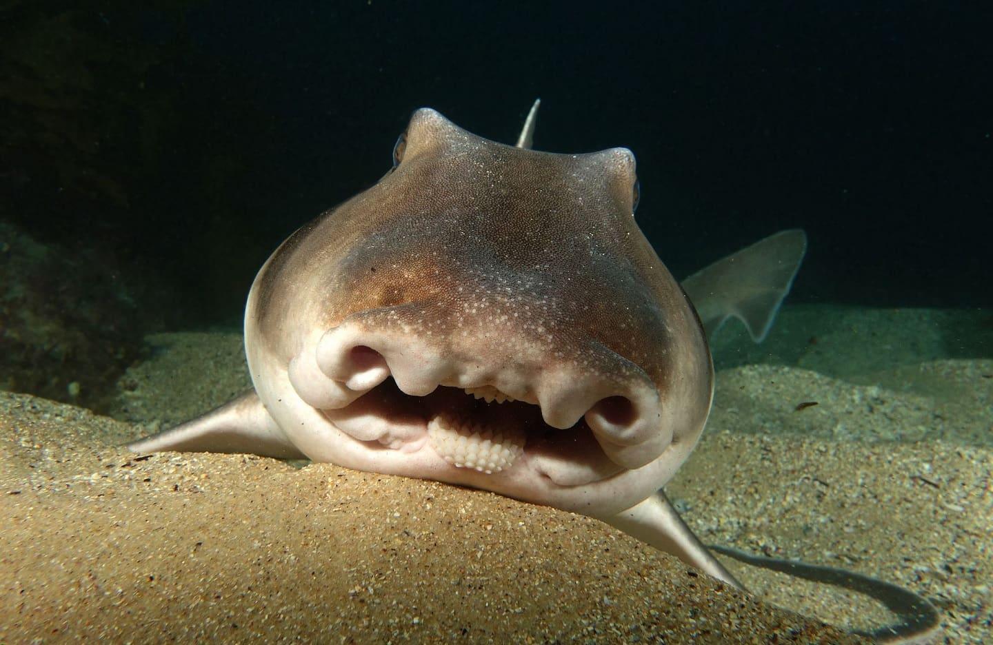 Port Jackson shark dull teeth