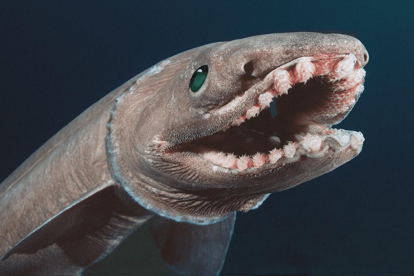 Teeth of a frilled shark