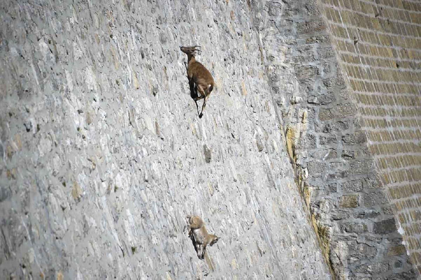 Goats climbing up a nearly vertical dam in Italy Goats climbing up a nearly vertical dam in Italy