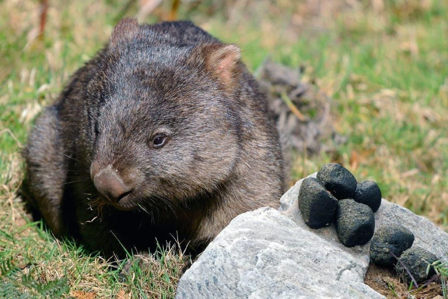 Wombats are special in many ways, as well as their poos
