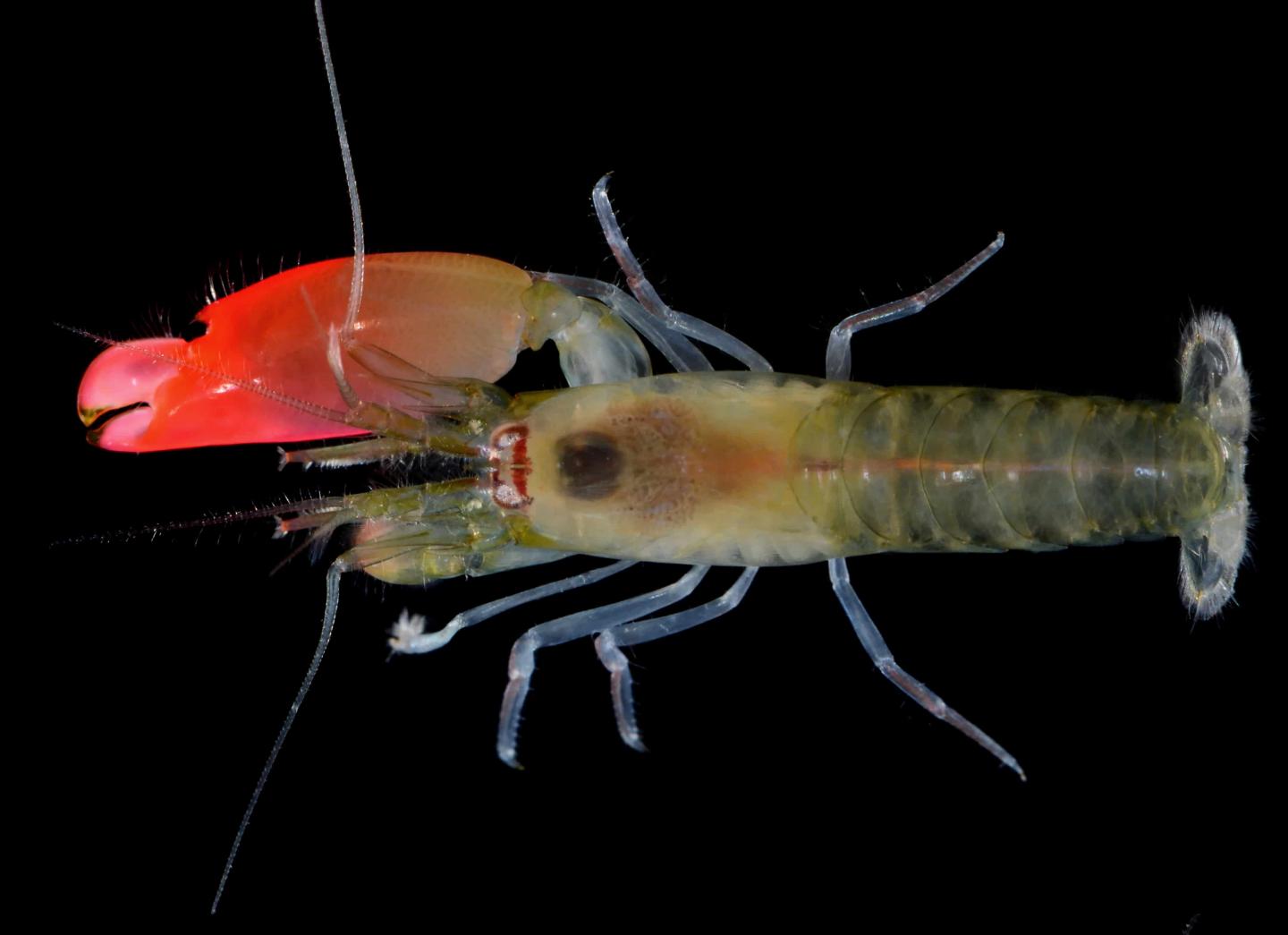 A shrimp which can kill with the noise of its snap A shrimp which can kill with the noise of its snap