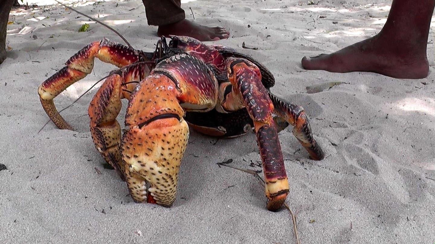 Coconut Crab Coconut Crab