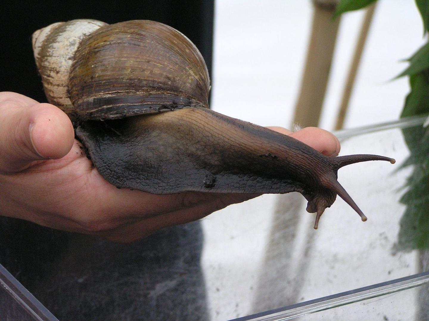 Giant African Land Snail (Achatina achatina)