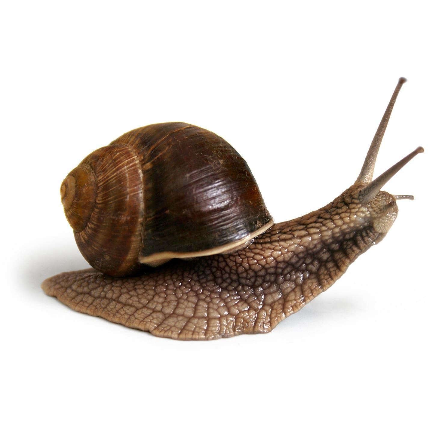 Snail which can grow new eyes if it loses them Snail which can grow new eyes if it loses them