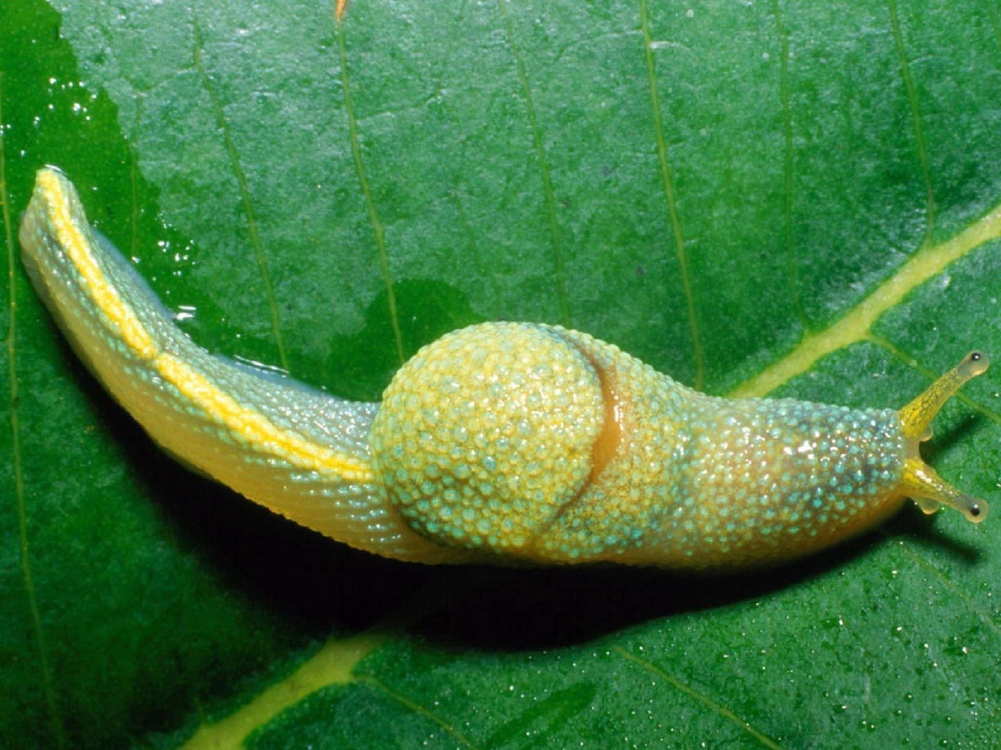 Ninja snails (Ibycus Rachelae)