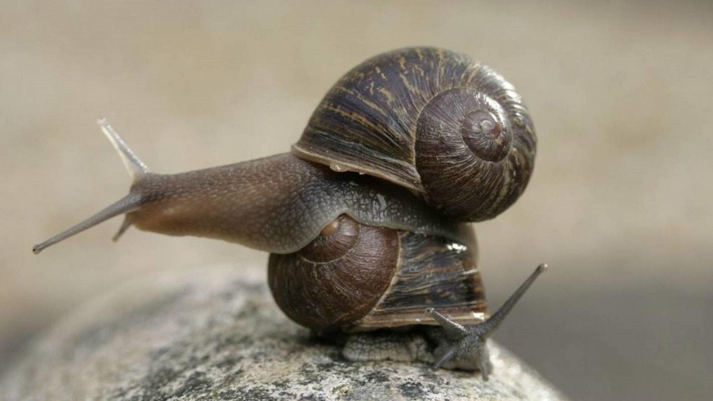 Lefty snails have anticlockwise shells Lefty snails have anticlockwise shells