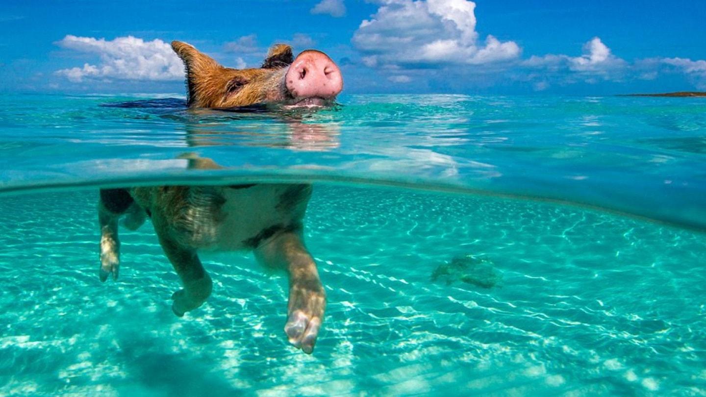 Piglets also love bathing in turquoise sea