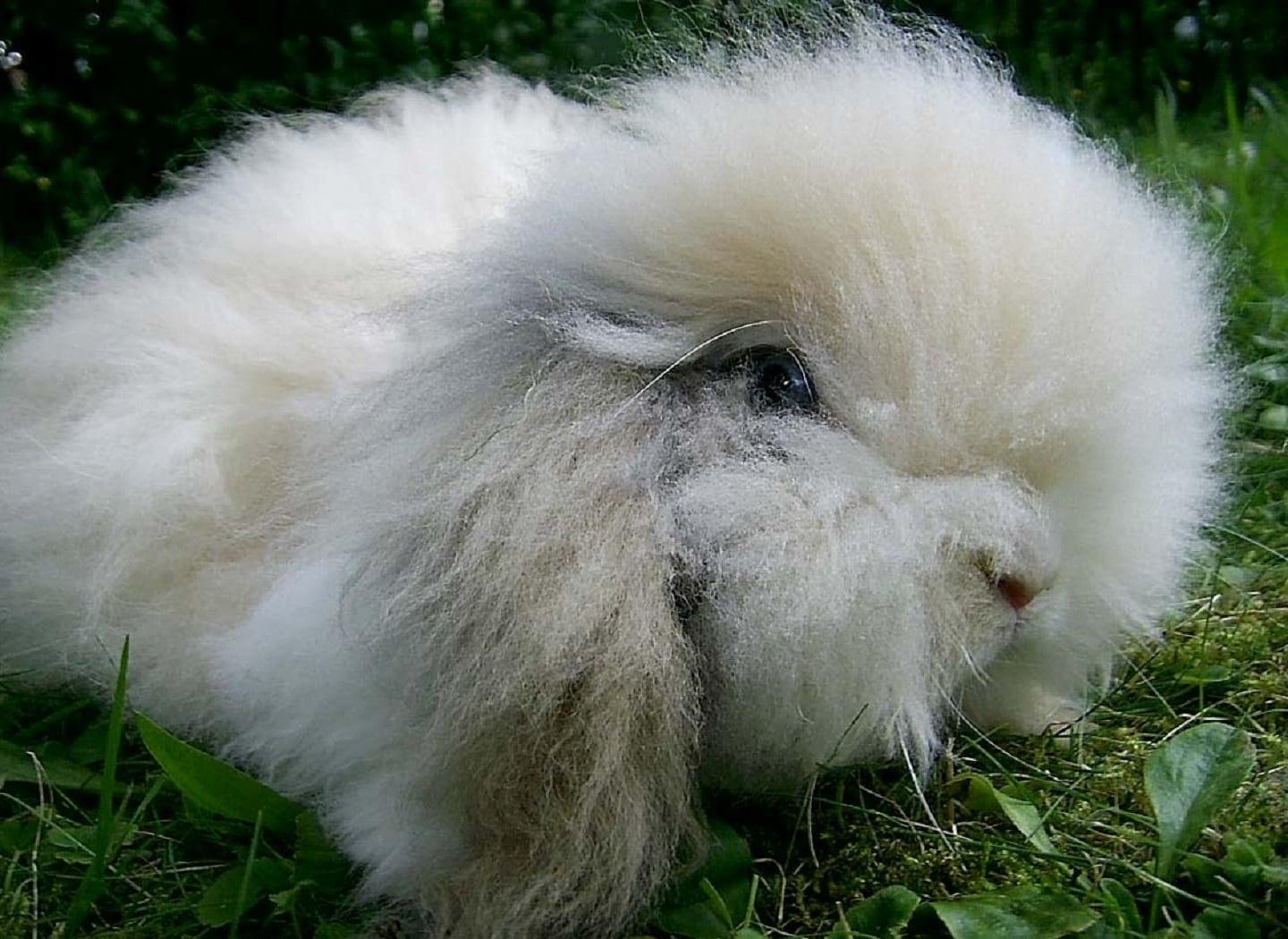 English angora rabbit