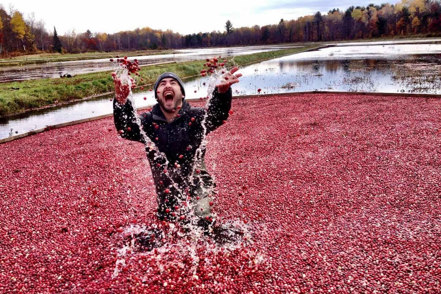 Cranberries harvester flooding