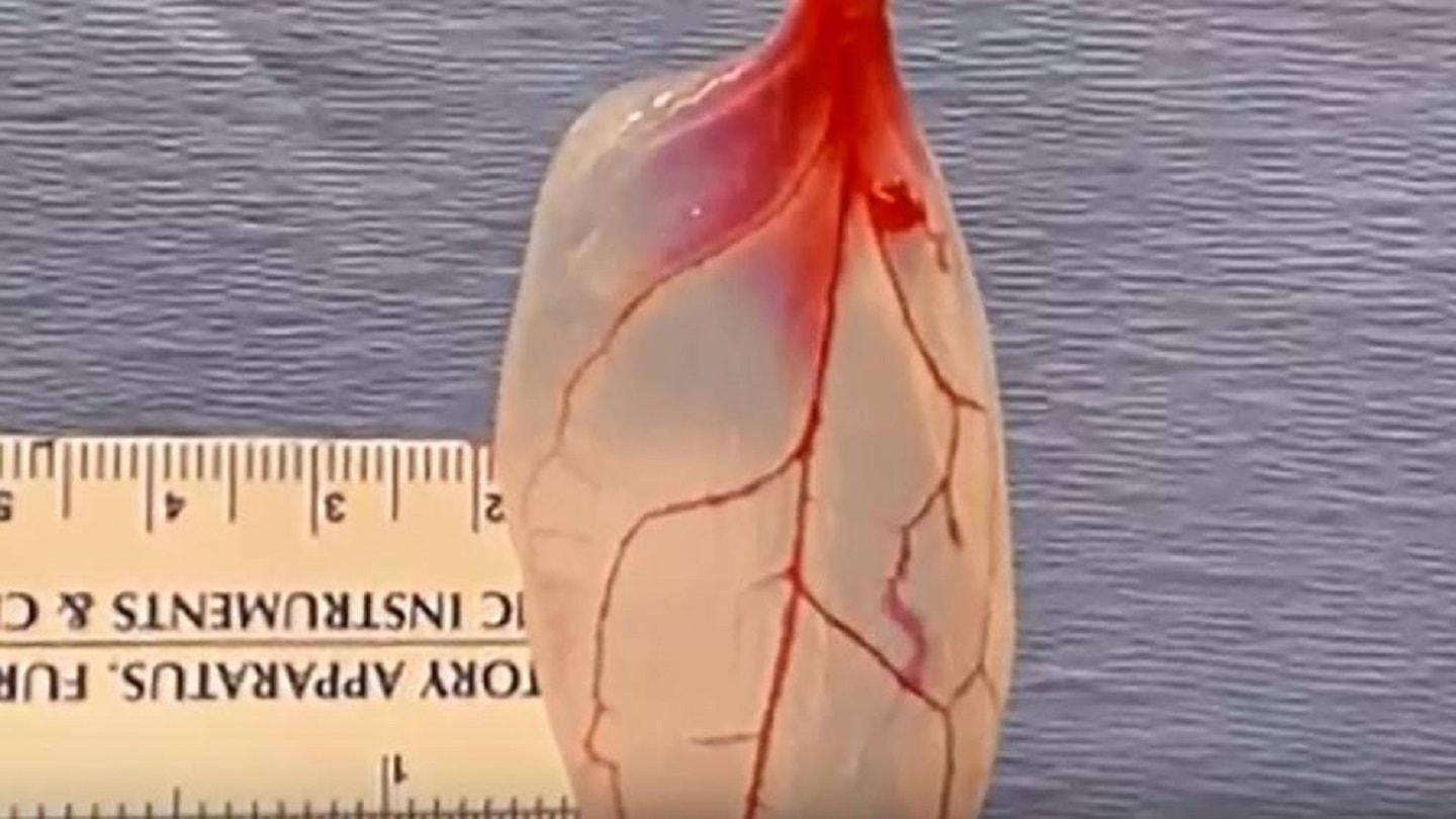 spinach leaves to create a miniature beating heart spinach leaves to create a miniature beating heart