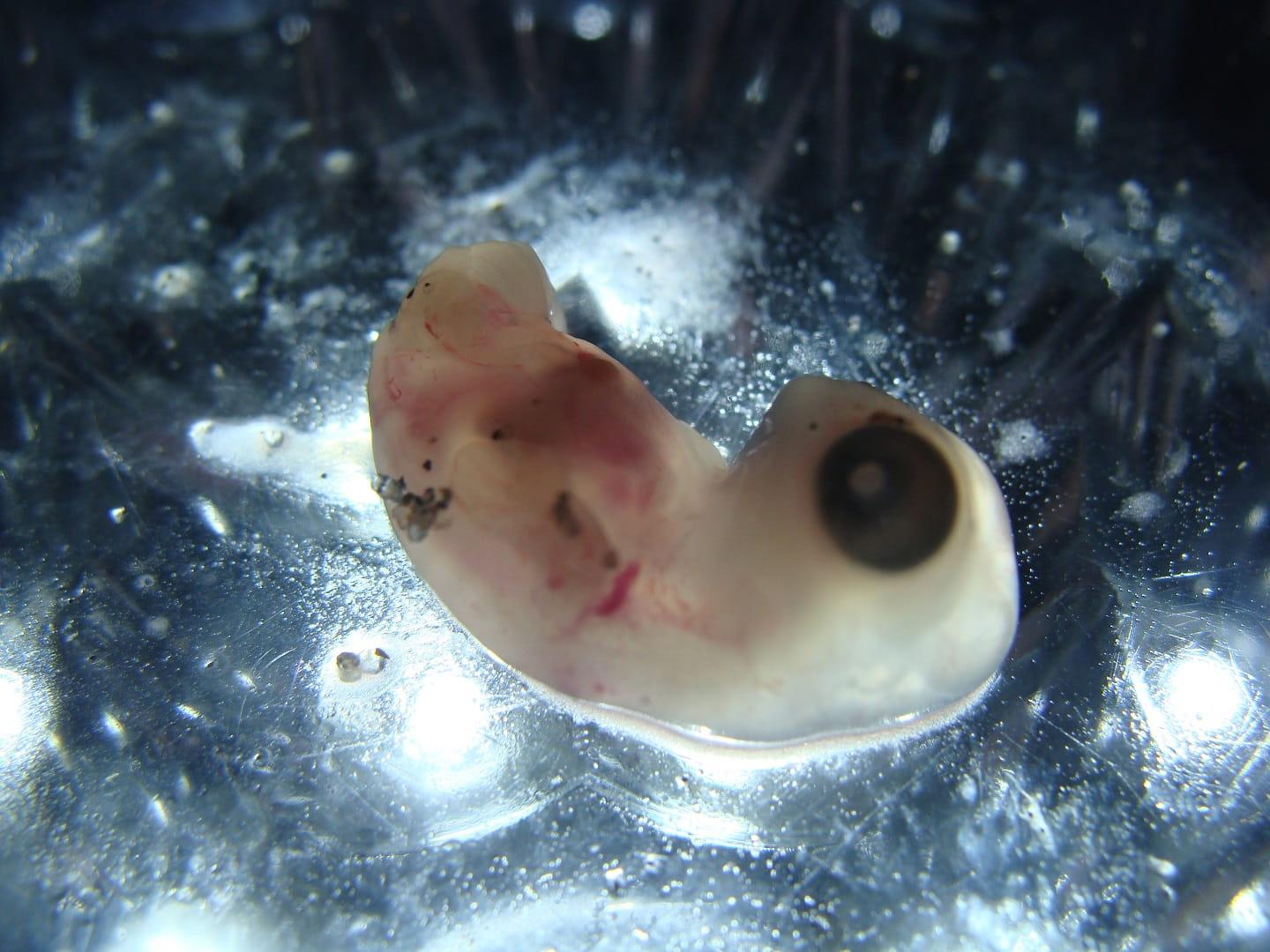 These little embryos communicate with mates to hatch at the same time