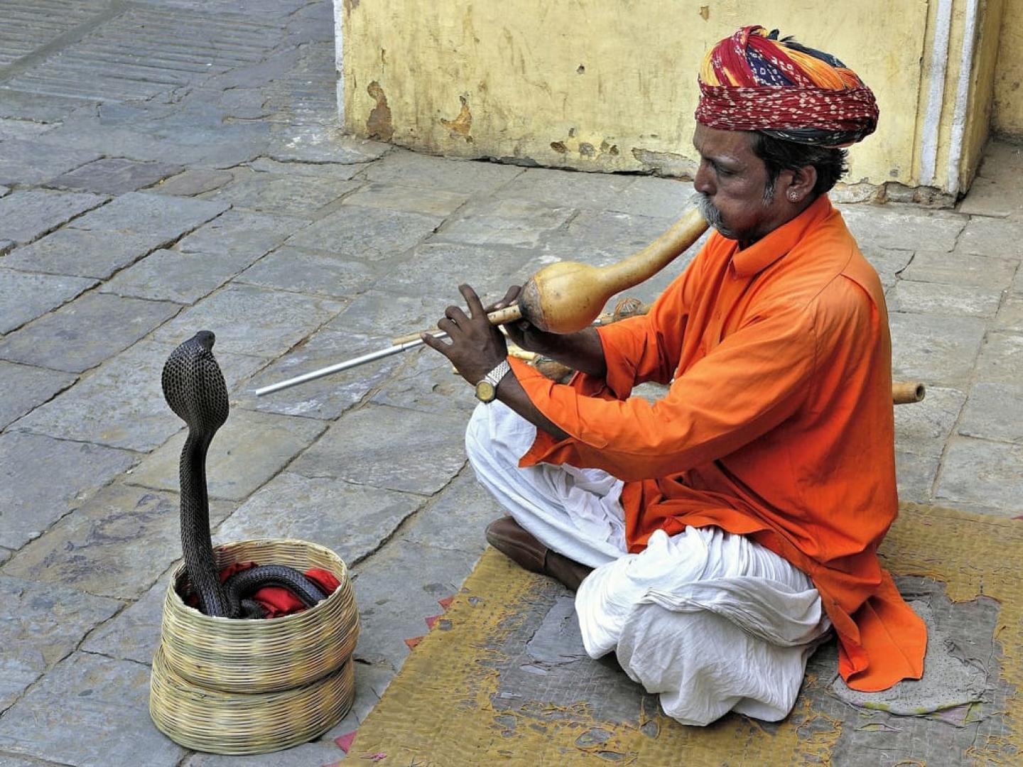 Snake charmer trying to delight the snake through vibrations