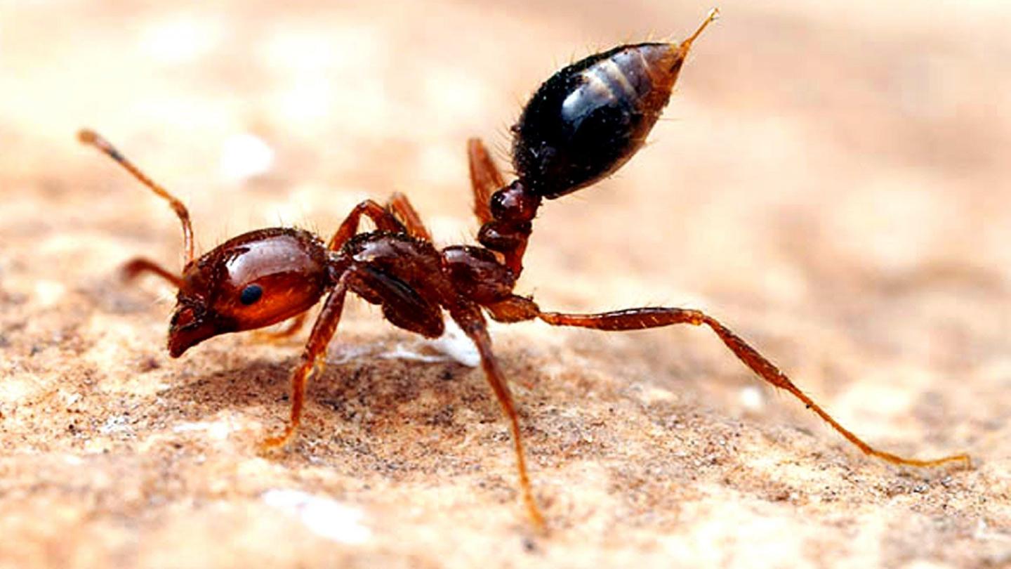Electric ants (Wasmannia auropunctata) Electric ants (Wasmannia auropunctata)