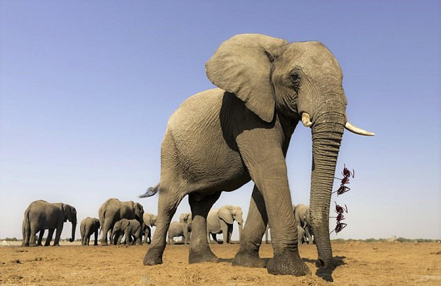 Elephants are scared of ants